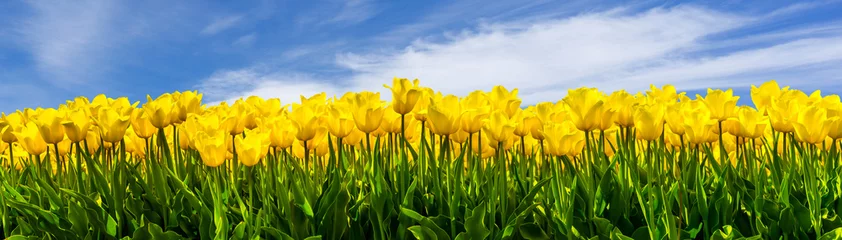 Photo sur Plexiglas Tulipe Tulipes jaunes
