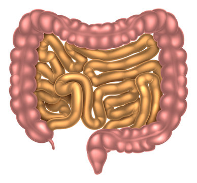 Small and Large Intestine Digestive System