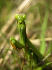 Europäische Gottesanbeterin, Mantis religiosa, im Gras