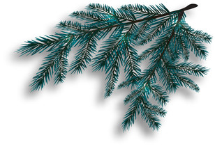 Two blue realistic tree branch. Spruce branches located in the corner. Isolated on white background. Christmas illustration