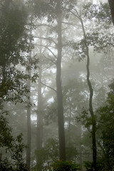 Fototapeta premium Forest