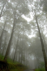 Pine forest