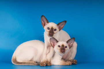 Two siam kittens portrait on blue background