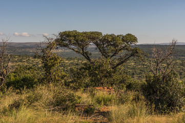 Fototapeta na wymiar Welgevonden Game Reserve is Located within the Waterberg Mountains in Limpopo South Africa
