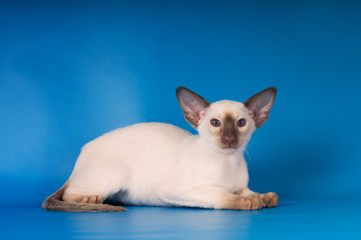 Siam kitten portrait on blue background