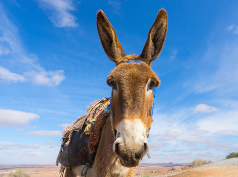 Donkey, farm animal in the Moroccan countryside. Blue sky on background