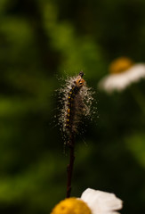 Caterpillar in the drops of rain