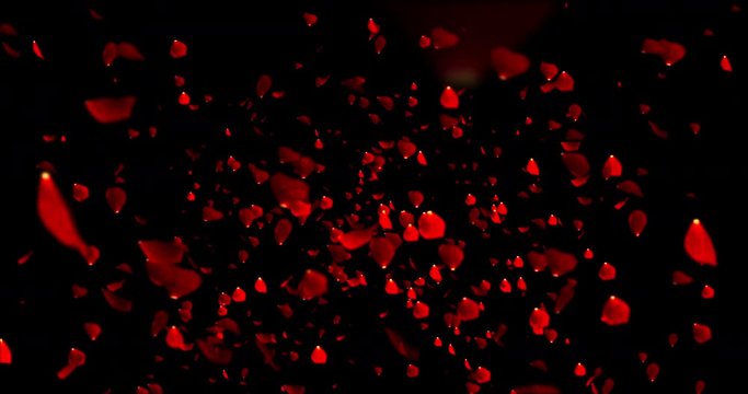 red colorful petals rose flying animation on black background, love and valentine day concept