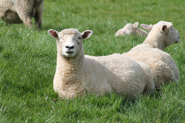 Naklejka premium sheep