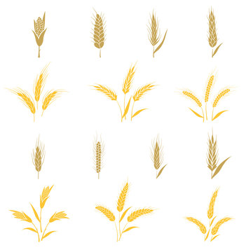 Wheat ears and seed.