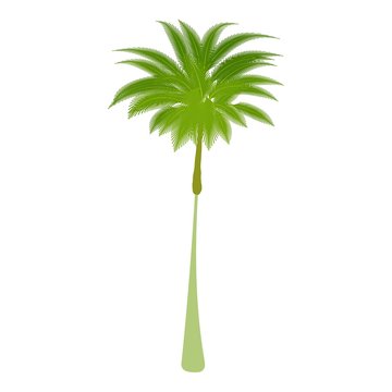 Thin palm tree icon. Cartoon illustration of thin palm tree vector icon for web