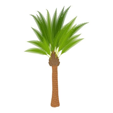 Traditional palm icon. Cartoon illustration of traditional palm vector icon for web
