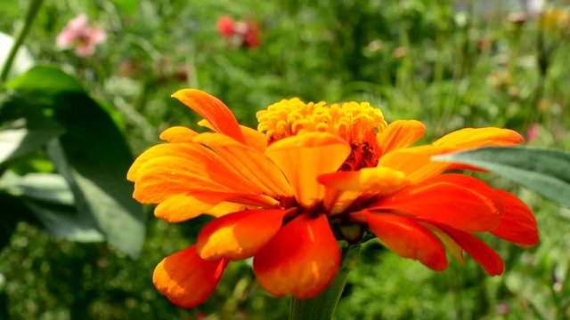 View of orange flower among wildflowers