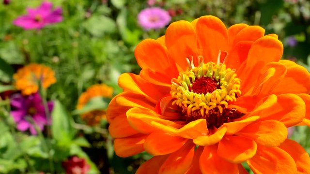 View of orange zinnia in the garden