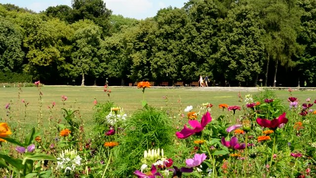 Meadow with flowers near a forest where people go through