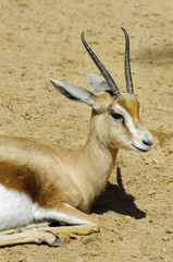 antelope