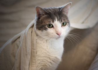 portrait of cat on the sofa with a blanket that envelops