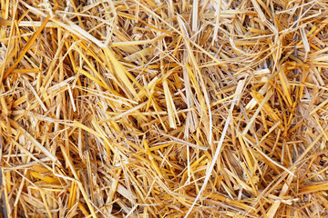 Background of dry straw