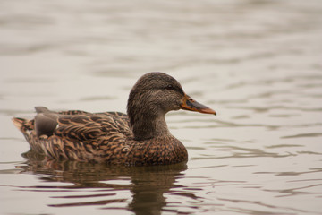 Duck in the lake