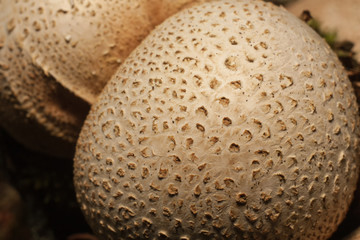 Mushrooms in the forest