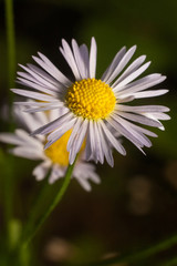 Obraz premium Autumn forest flowers