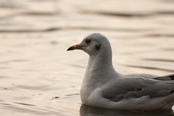 Seagull on the lake