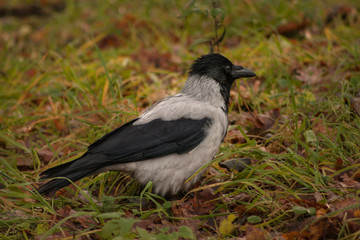 Fototapeta premium Hooded crow on the grass