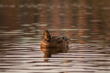 Duck on the lake.