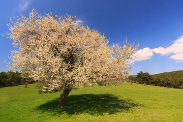 Fototapeta premium Landscapes in early spring time
