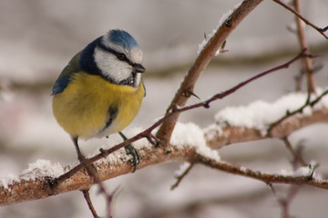 Naklejka premium Sikora na gałęzi