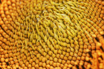 Lots of seeds in a sunflower head, sunflower background