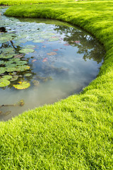 lotus leaf in the pond.