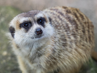 Meerkat