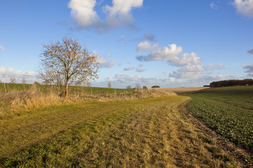 Naklejka premium agricultural scenery