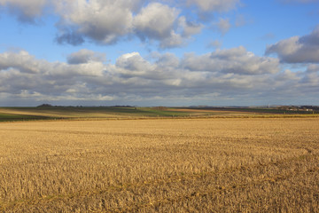 golden straw stubble