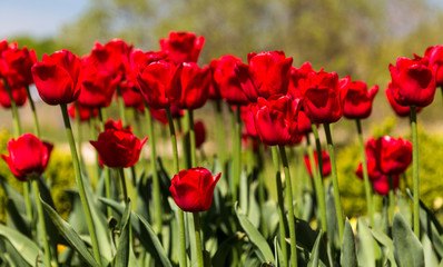 Fototapeta na wymiar Rote Tulpen