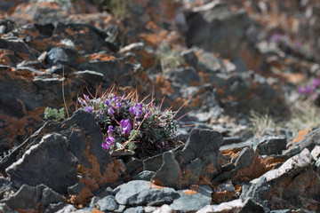 purple Mountain flowers  and  light  red-brown, Lichens  or rock fungus on a rock texture on Mountain in Ulgii : Mongolia .