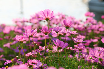 Cosmos flower field
