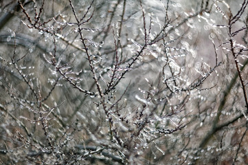 winter forest, snow, sun