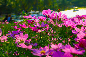 Cosmos flower field