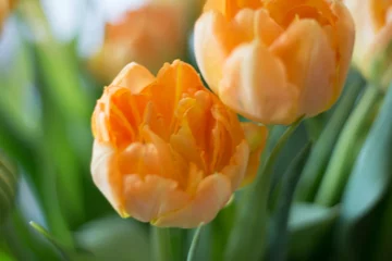 Gardinen Tulpen in den Niederlanden © rijkkaa