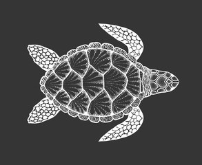 Sea turtle in line art style. Hand drawn vector illustration. To