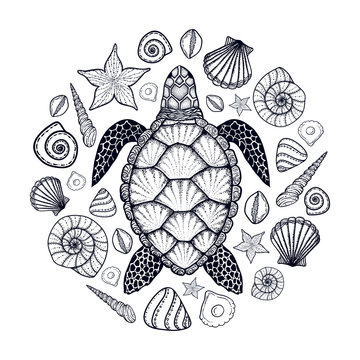 Sea turtle and shells in line art style. Hand drawn vector illus