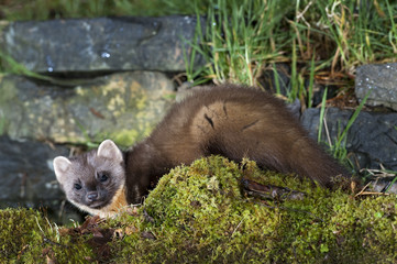 The European pine marten (Martes martes), known most commonly as the pine marten in Anglophone Europe, and less commonly also known as pineten, baum marten, or sweet marten