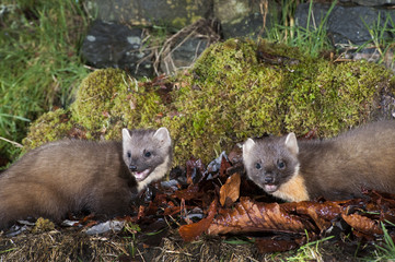 The European pine marten (Martes martes), known most commonly as the pine marten in Anglophone Europe, and less commonly also known as pineten, baum marten, or sweet marten