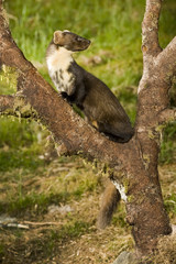 The European pine marten (Martes martes), known most commonly as the pine marten in Anglophone Europe, and less commonly also known as pineten, baum marten, or sweet marten