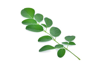 Moringa leaves isolate on white background