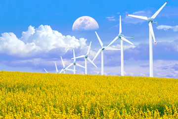 Yellow flowers field of Crotalaria with power poles, Crotalaria