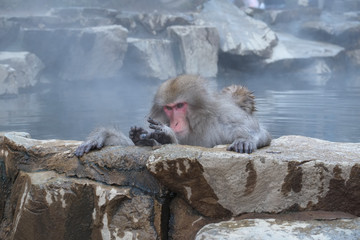 Obraz premium 温泉に入る猿 地獄谷