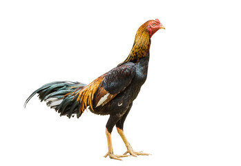 close up portrait of rooster isolated on white background.